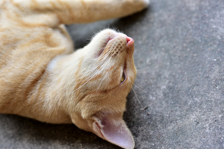 Photo close Of the brown cat Cute brown cat