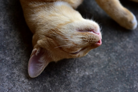 Photo close Of the brown cat Cute brown catの写真素材