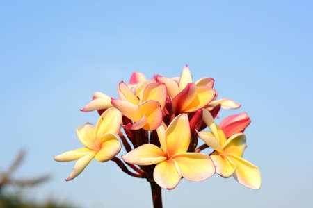Beautiful flowers in the garden Blooming in the summer.Landscaped Formal Gardenの写真素材