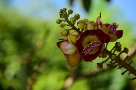 flowers in the garden Blooming in the Formal Garden. Park. Beautiful Garden