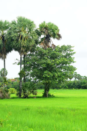 Palm trees in the rice field and blue sky backgroundの写真素材