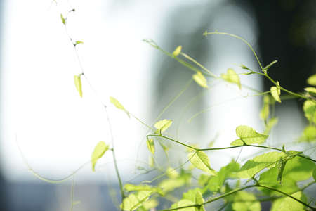 Beautiful colorful flowers and green leaves are used as wallpapers.