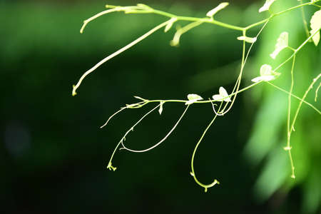 Beautiful colorful flowers and green leaves are used as wallpapers.