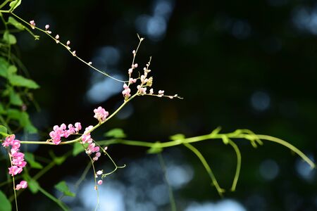 Colorful flowers in the garden,growing young plant in garden and morning light