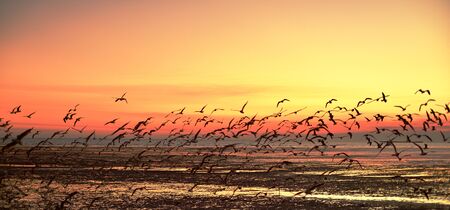 A group of seagulls flying in the colorful sky of the sea before dusk