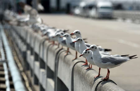 Seagulls flying over the sea. Pier on background