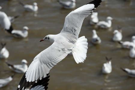 seagulls flying in a sky