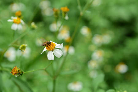Flowers and small bees and butterflies natural beauty