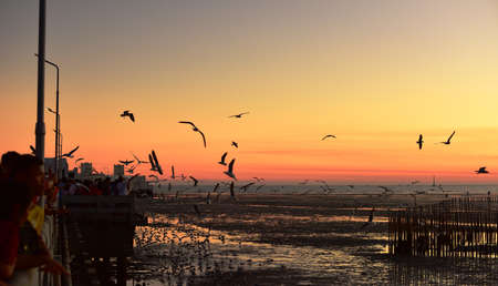 A group of seagulls flying in the colorful sky of the sea before duskのeditorial素材