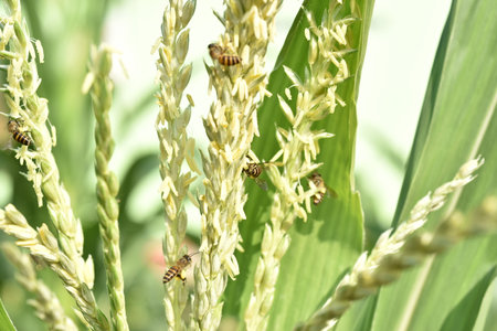 Plant growth in farm with sunlightの写真素材