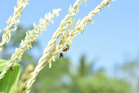 Honey bee on green grass flower in the garden with blue sky backgroundの写真素材
