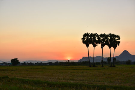 Silhouette of sugar palm and rice field at sunset time.の写真素材