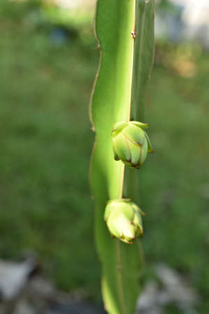 Dragon fruit bud on the stem of a plant in the garden.の写真素材