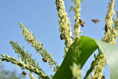 Close-up of a bee on a corn plant. Bees in the background.の写真素材