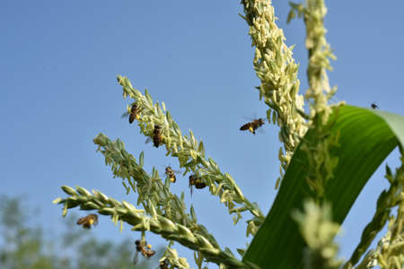 Honey bee collecting nectar from the flower of millet.の写真素材