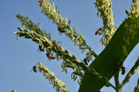 Honey bee collecting pollen and nectar from the flower of a corn plantの写真素材