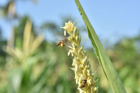 Honey bee on corn flower in the field, close-upの写真素材