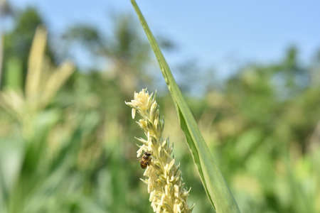Bee on the yellow flower of corn. Close-up. Selective focus.の写真素材