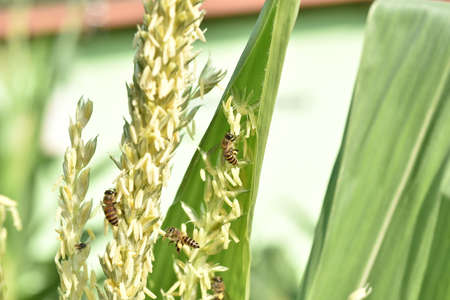 Honey bee collecting nectar from the pollen of a corn plantの写真素材