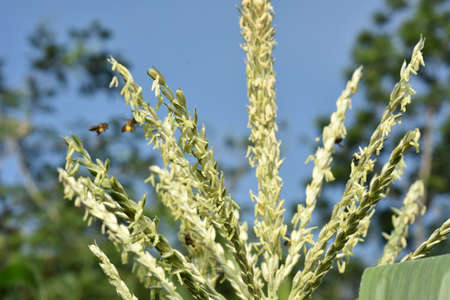 A closeup shot of a bee collecting pollen on a corn plantの写真素材