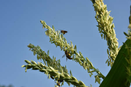 Honey bee collecting pollen from a flower of corn plant. High quality photoの写真素材