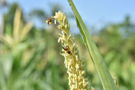 A bee pollinates the yellow flower of a corn plant in the fieldの写真素材