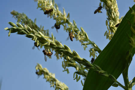 Flower of the corn plant with bees in the background. High quality photoの写真素材