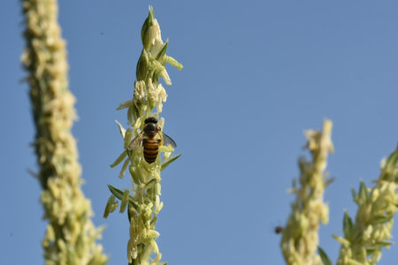 A bee on a flower on a background of a blue sky.の写真素材