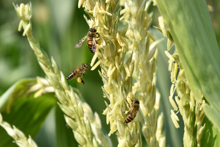 Honey bee collecting nectar on the flower of a corn plantの写真素材