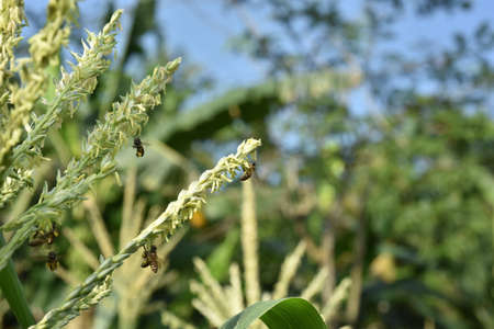 Close-up of a corn plant with a bee in the backgroundの写真素材