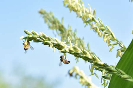 Honey bee collecting pollen from a green oat plant in a field.の写真素材