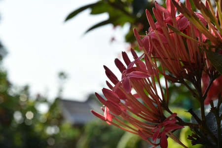 Pink Ixora Flowers Blooming in The Garden, Close-upの写真素材