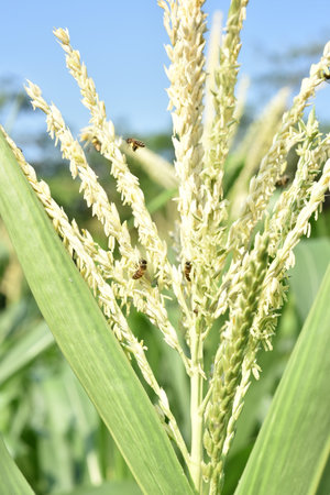 Close-up of a corn plant with bees in the background.の写真素材