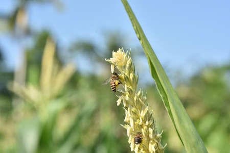 Honey bee collecting pollen from the flower of corn. Close upの写真素材