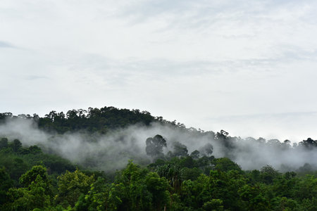 Clouds and fog in the forest of Khao Yai National Park, Thailandの写真素材