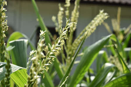Close up of a green corn plant with white flowers and green leavesの写真素材