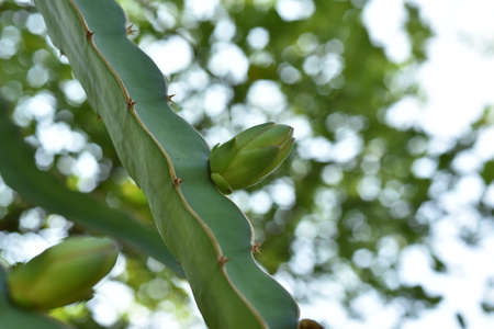 Close up of dragon fruit growing on tree outdoors, space for textの写真素材