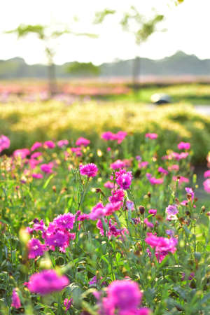 flowers in the garden Blooming in the Formal Garden.の写真素材