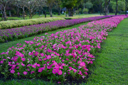 Colorful flowercolorful flower in a park,の写真素材
