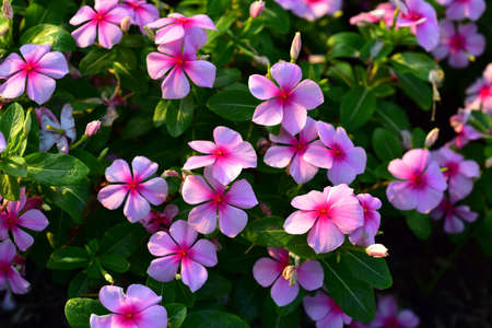 Catharanthus roseus, Madagascar periwinkle, Madagascar periwinkle, Madagascar periwinkleの写真素材