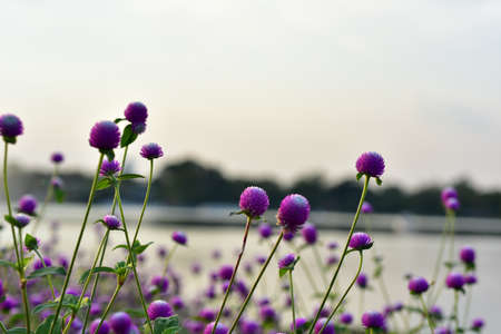 flowers in the garden Blooming in the Formal Garden.