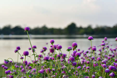 flowers in the garden Blooming in the Formal Garden.の写真素材