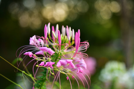 flowers in the garden Blooming in the Formal Garden.の写真素材