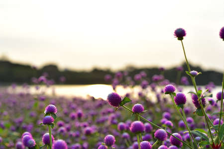 flowers in the garden Blooming in the Formal Garden.の写真素材