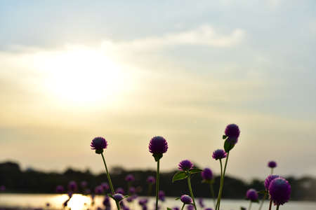 Purple flower in the field with sunset background, nature background.の写真素材