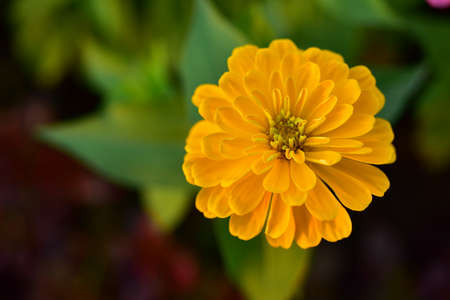 Colorful flowers and morning sunshine.の写真素材