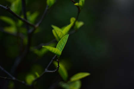 Close up of fresh green tea leaves in the morning. Selective focus.の写真素材