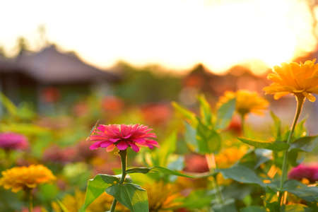 Green leaves with beautiful sunlight Used as a background image.Colorful flowers With butterflies and insects in the morningの写真素材