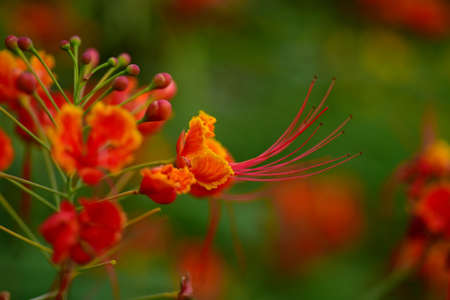 Colorful flowers and morning sunshine.の写真素材