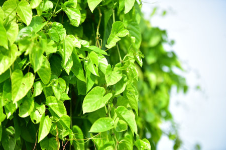 Green leaves of creeper plant on white background, stock photoの写真素材